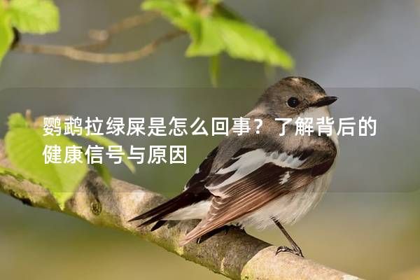 鸚鵡拉綠屎是怎么回事？了解背后的健康信號與原因