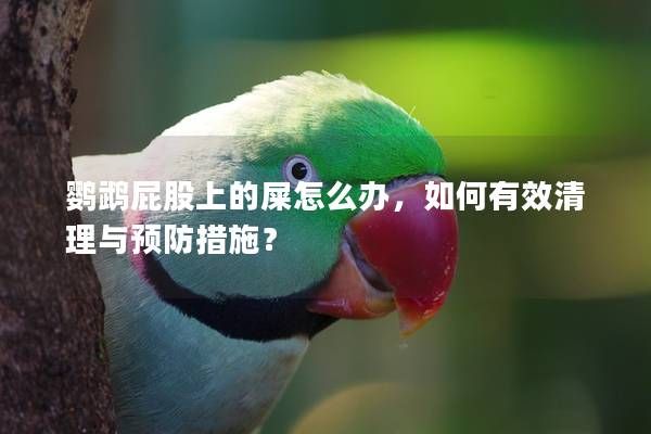 鸚鵡屁股上的屎怎么辦，如何有效清理與預(yù)防措施？