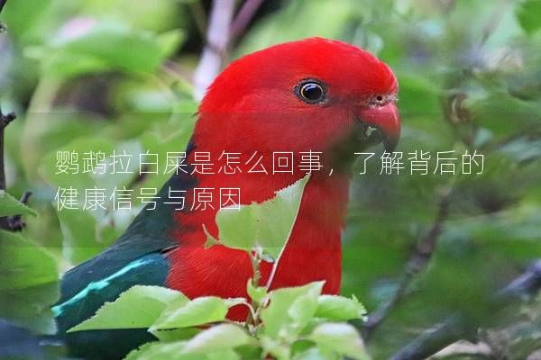 鸚鵡拉白屎是怎么回事，了解背后的健康信號與原因