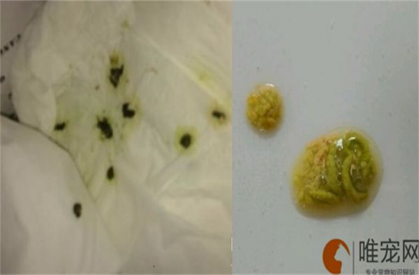 玄凤鹦鹉不正常粪便图解