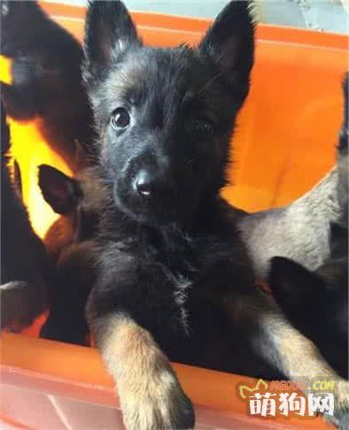 马犬幼犬怎么挑选？选购健康马犬的方法技巧介绍！