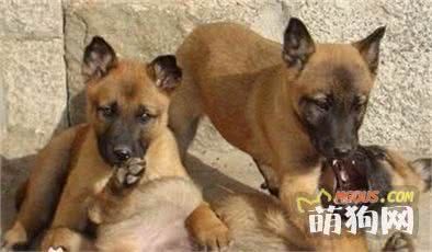 马犬幼犬怎么挑选？选购健康马犬的方法技巧介绍！