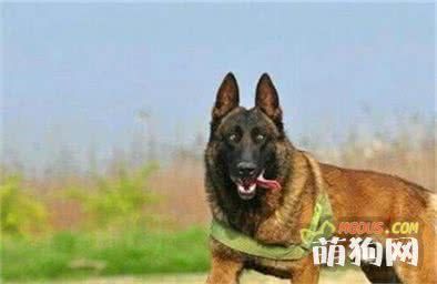 马犬幼犬怎么挑选？选购健康马犬的方法技巧介绍！