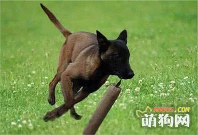 马犬幼犬怎么挑选？选购健康马犬的方法技巧介绍！