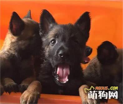 马犬幼犬怎么挑选？选购健康马犬的方法技巧介绍！