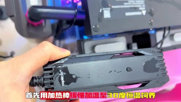 乌龟感冒肺炎如何处理?新手养龟必看