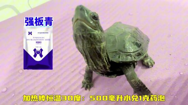 乌龟感冒肺炎如何处理?新手养龟必看