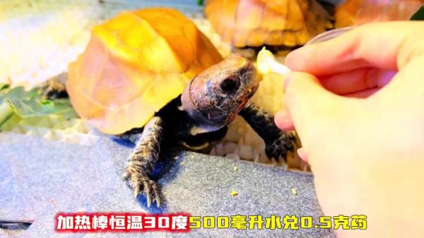 乌龟感冒肺炎如何处理?新手养龟必看
