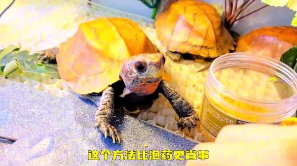 乌龟感冒肺炎如何处理?新手养龟必看