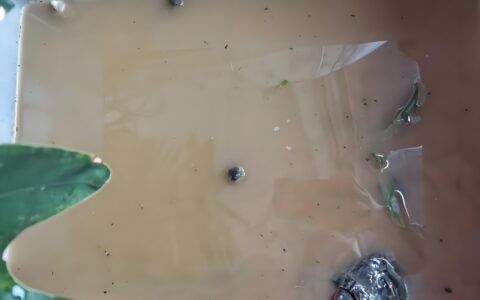 泥水养龟注意事项：温差适应与龟缸环境布置指南