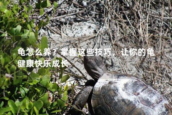 龜怎么養(yǎng)？掌握這些技巧，讓你的龜健康快樂成長