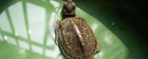 烏龜?shù)恼_飼養(yǎng)方法，首先要挑選健康的烏龜