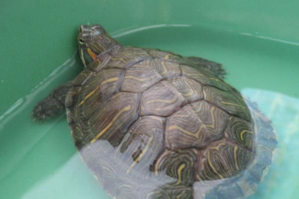 烏龜?shù)恼_飼養(yǎng)方法，首先要挑選健康的烏龜
