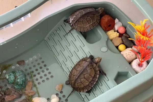 烏龜?shù)恼_飼養(yǎng)方法，首先要挑選健康的烏龜