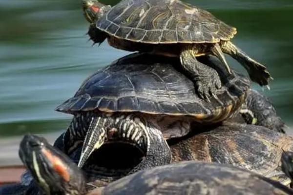 烏龜?shù)恼_飼養(yǎng)方法，首先要挑選健康的烏龜
