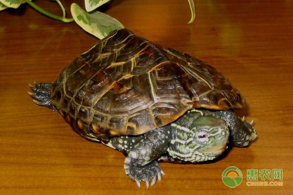 乌龟怎么样养殖好？-图片版权归惠农网所有