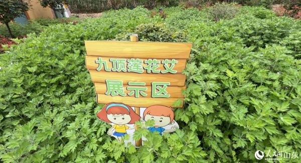 艾山村九頂蓮花艾展示區(qū)。 人民網(wǎng) 喬姝攝
