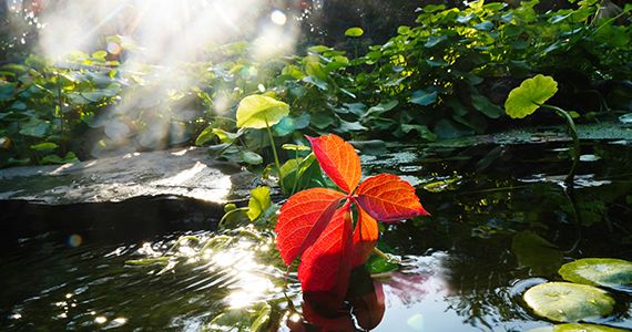 塔罗牌测父母健康