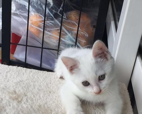 如何养好两个月大的小猫（从宠物到伙伴，给小猫一个健康成长的家）