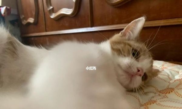 如何养好两个月大的小猫（从宠物到伙伴，给小猫一个健康成长的家）