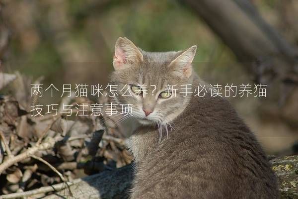 兩個(gè)月貓咪怎么養(yǎng)？新手必讀的養(yǎng)貓技巧與注意事項(xiàng)