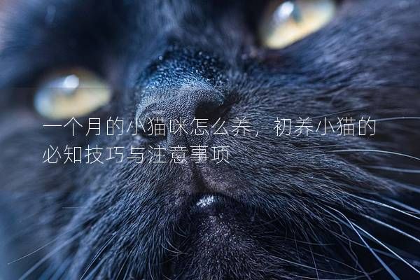 一個月的小貓咪怎么養(yǎng)，初養(yǎng)小貓的必知技巧與注意事項