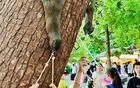 西湖邊松鼠被游客喂成“松豬”？當(dāng)?shù)鼐o急提醒！