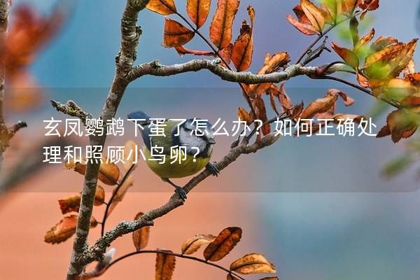 玄鳳鸚鵡下蛋了怎么辦？如何正確處理和照顧小鳥卵？