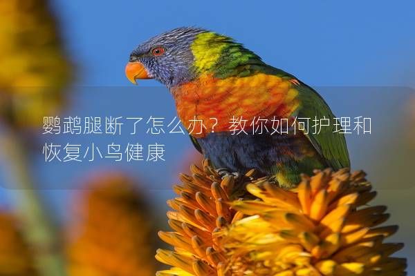 鹦鹉腿断了怎么办？教你如何护理和恢复小鸟健康
