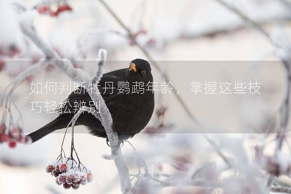 如何判断牡丹鹦鹉年龄，掌握这些技巧轻松辨别