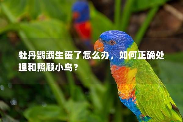 牡丹鹦鹉生蛋了怎么办，如何正确处理和照顾小鸟？