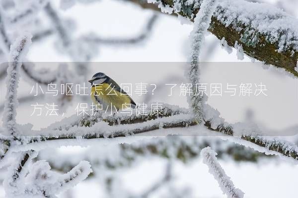 小鳥嘔吐怎么回事？了解原因與解決方法，保護(hù)小鳥健康