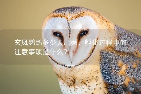 玄凤鹦鹉多少天出壳，孵化过程中的注意事项是什么？
