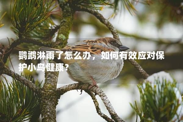 鸚鵡淋雨了怎么辦，如何有效應(yīng)對保護小鳥健康？