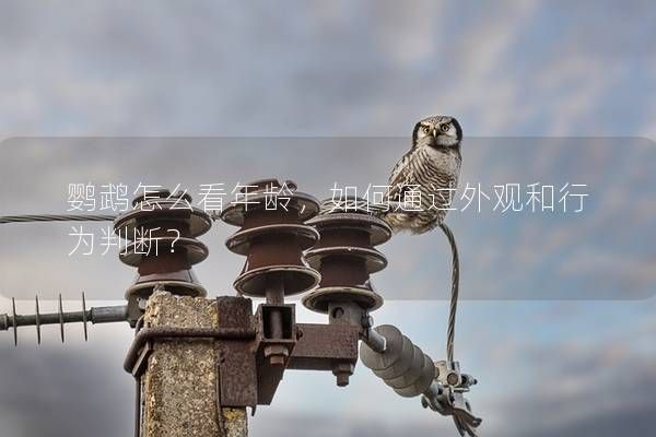 鹦鹉怎么看年龄，如何通过外观和行为判断？