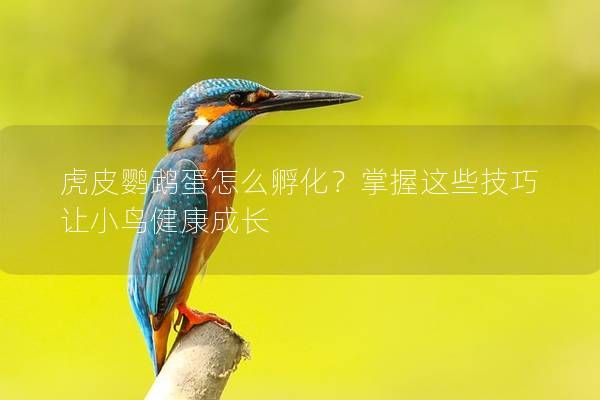 虎皮鹦鹉蛋怎么孵化？掌握这些技巧让小鸟健康成长