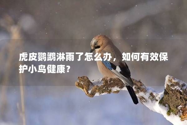虎皮鸚鵡淋雨了怎么辦，如何有效保護(hù)小鳥健康？