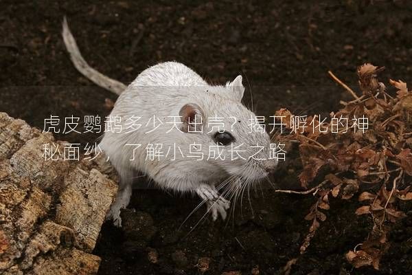 虎皮鹦鹉多少天出壳?揭开孵化的神秘面纱,了解小鸟成长之路