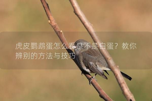 虎皮鸚鵡蛋怎么看是不是白蛋？教你辨別的方法與技巧