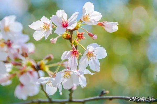 關(guān)于健康養(yǎng)生的走心文案（以健康之名，追逐生命的光芒）