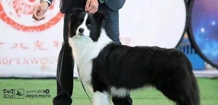 健康邊牧的身體標(biāo)準(zhǔn)（讓你的寵物邊牧保持最佳狀態(tài)）