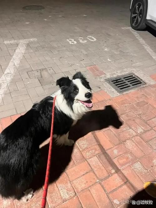 邊境牧羊犬百度百科_邊境牧羊犬貼吧精品區(qū)_邊境牧羊犬論壇