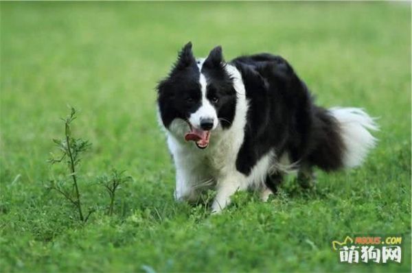 寵物健康：邊境牧羊犬怎么補(bǔ)鈣