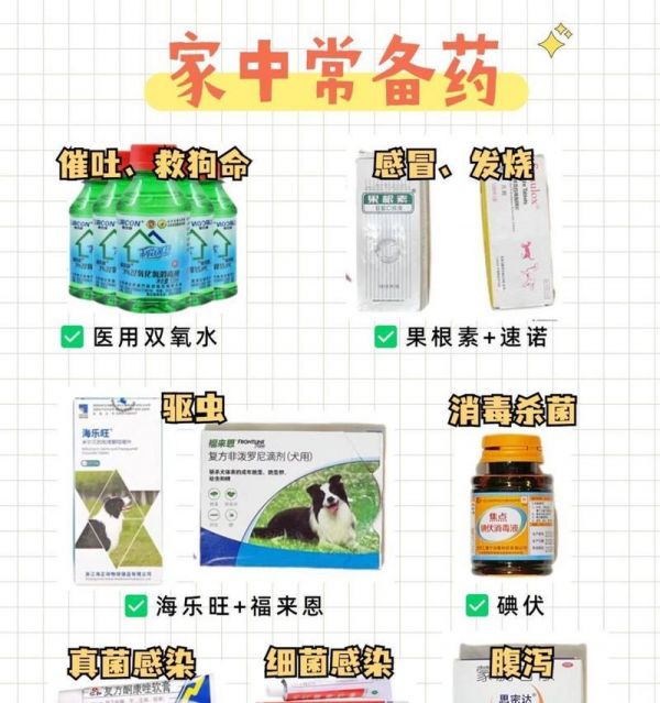 边牧的饲养与照顾指南（关注边牧的健康和幸福，让你的宠物成为最好的伙伴）