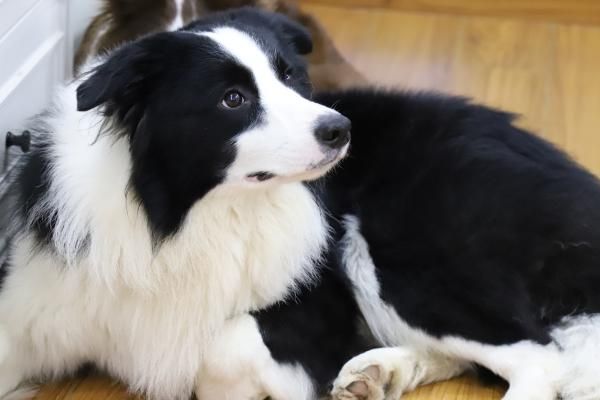 飼養(yǎng)邊境牧羊犬的要點，需提供足夠的生活空間、定期為它修剪毛發(fā)