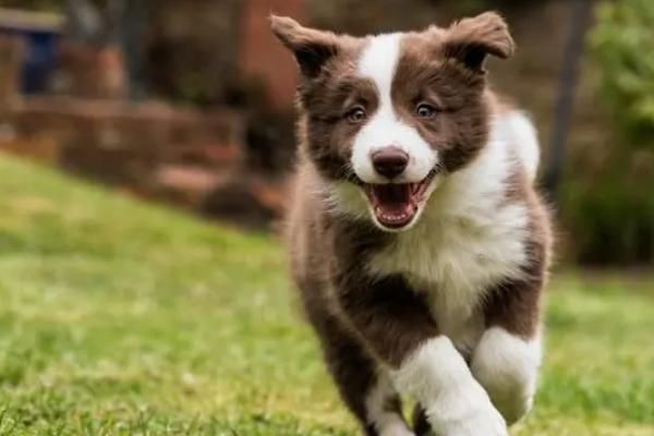 飼養(yǎng)邊境牧羊犬的要點，需提供足夠的生活空間、定期為它修剪毛發(fā)