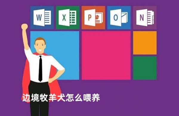 邊境牧羊犬怎么喂養(yǎng)