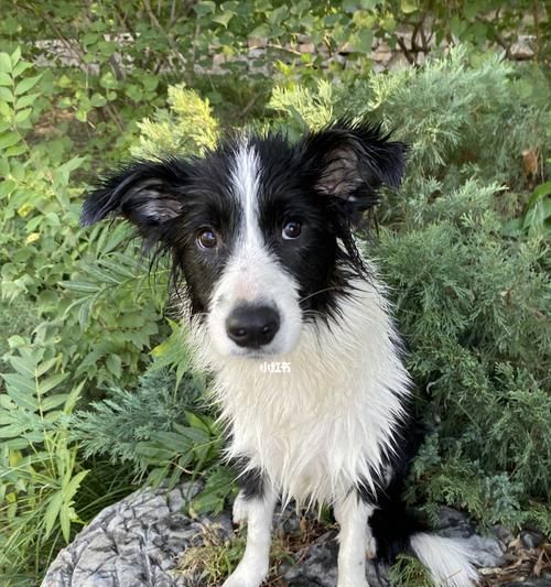 如何正確給邊境牧羊犬洗澡（寵物護(hù)理小技巧，讓你的狗狗更健康）