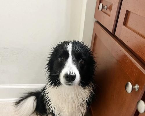 如何正確給邊境牧羊犬洗澡（寵物護(hù)理小技巧，讓你的狗狗更健康）