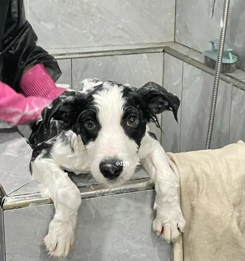 如何正確給邊境牧羊犬洗澡（寵物護(hù)理小技巧，讓你的狗狗更健康）